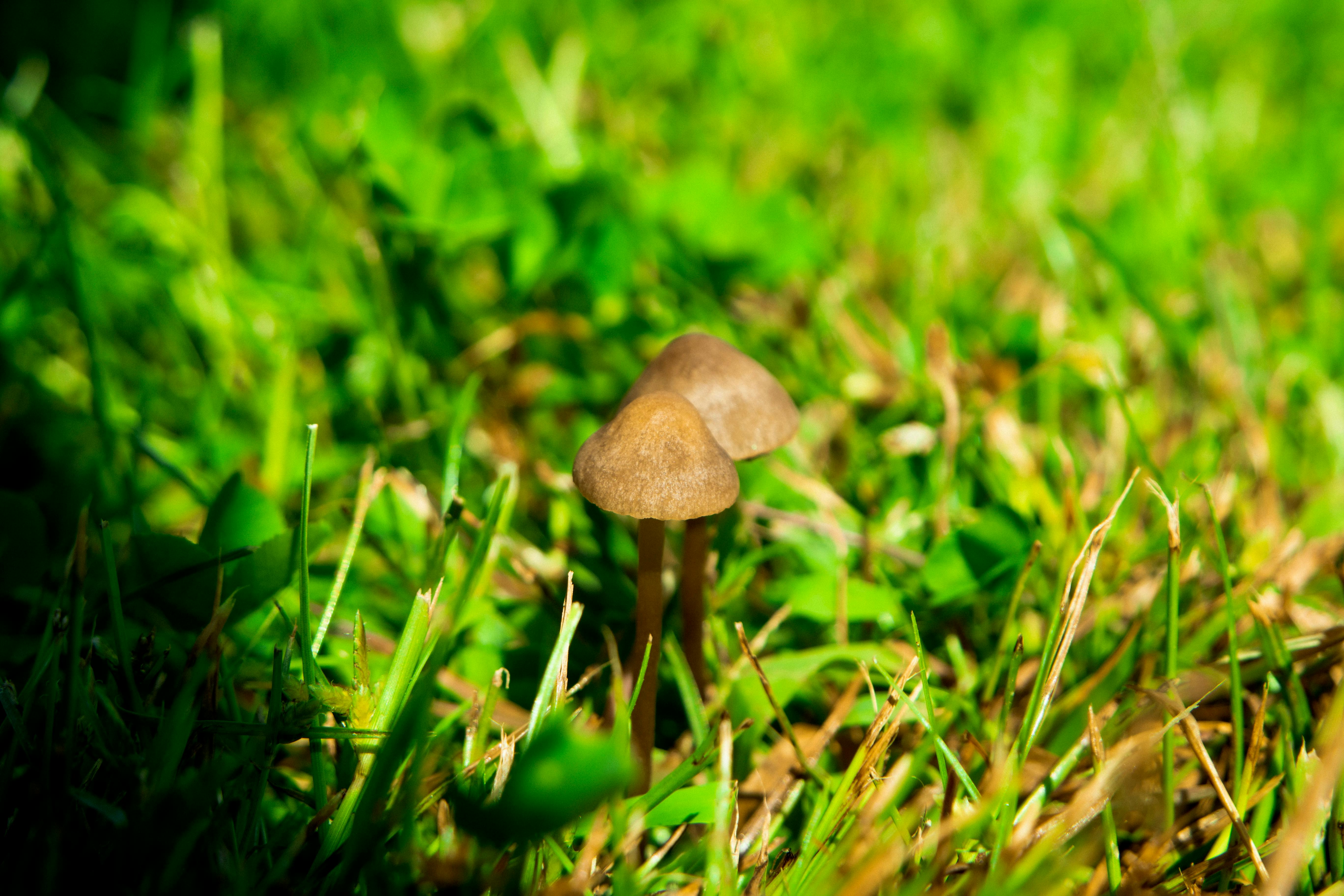 Mushrooms in grass